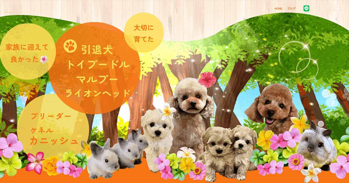 大切に育てた元気で人懐こい　家族に迎えて良かったトイプードル　マルプー・ライオンヘッド　ブリーダー　ケネルカニッシュ